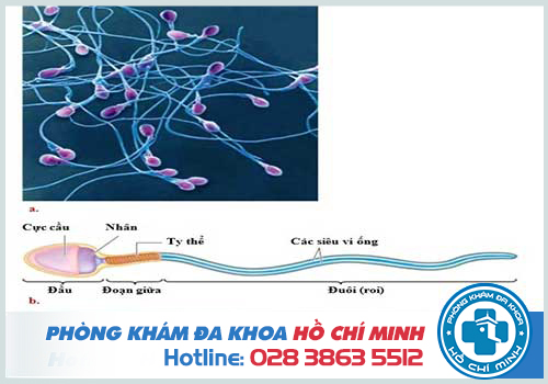 Hình ảnh tinh trùng bình thường ở nam giới Việt Nam