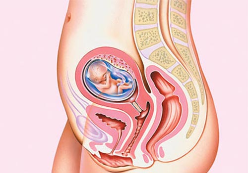 Hình ảnh tử cung khi mang thai qua các tuần tuổi