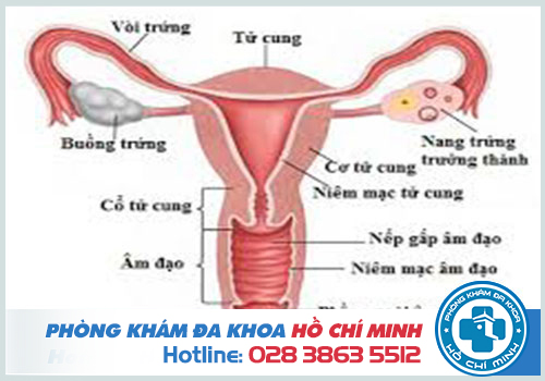 Chi phí khám phụ khoa ở Quận 4 bao nhiêu